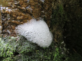 Foamy bubbles are clustered together on a moss-covered tree trunk, creating a contrast between the white foam and the green and brown hues of the moss and bark.