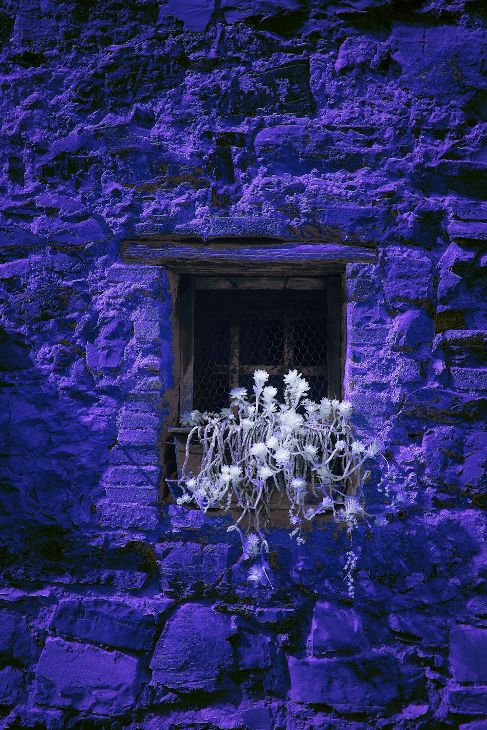 white flowers on window during daytime