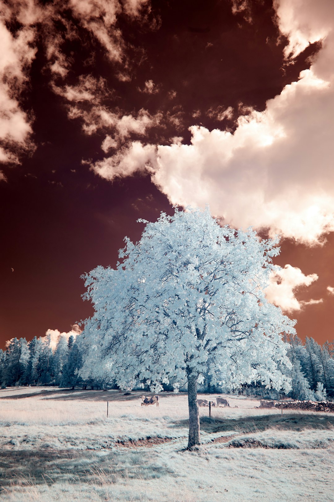 white tree on snow covered ground under blue and white cloudy sky during daytime
