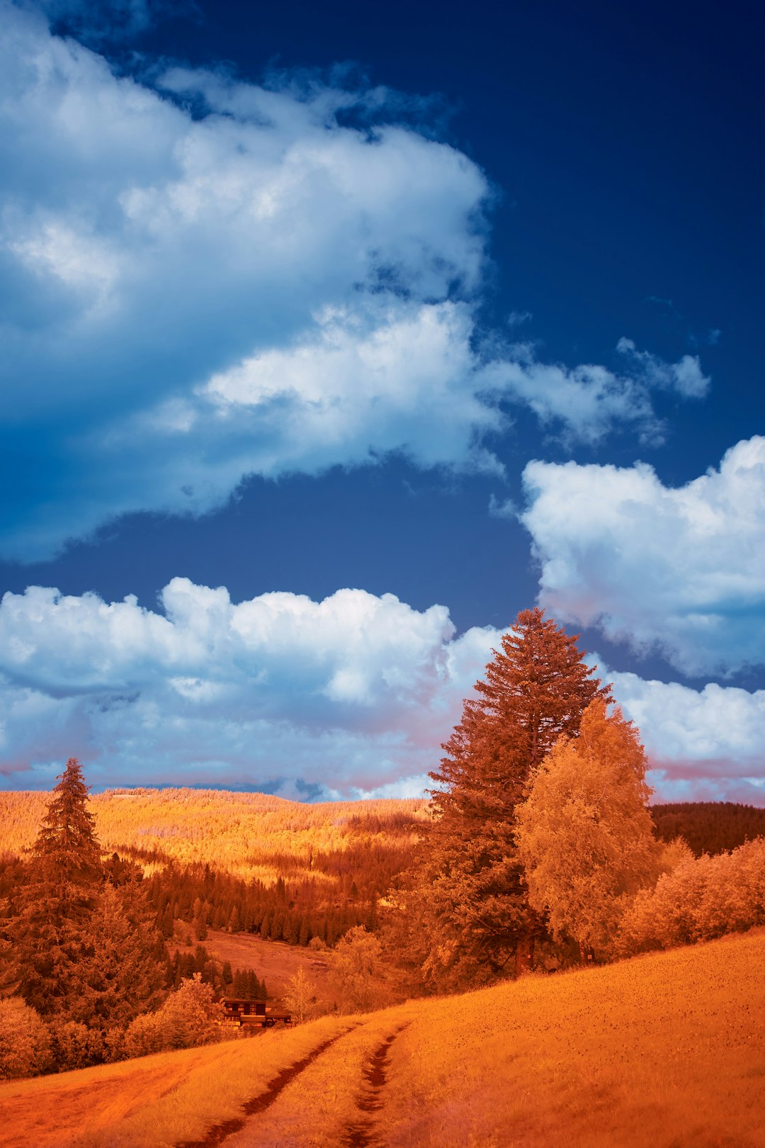 brown trees under blue sky and white clouds during daytime