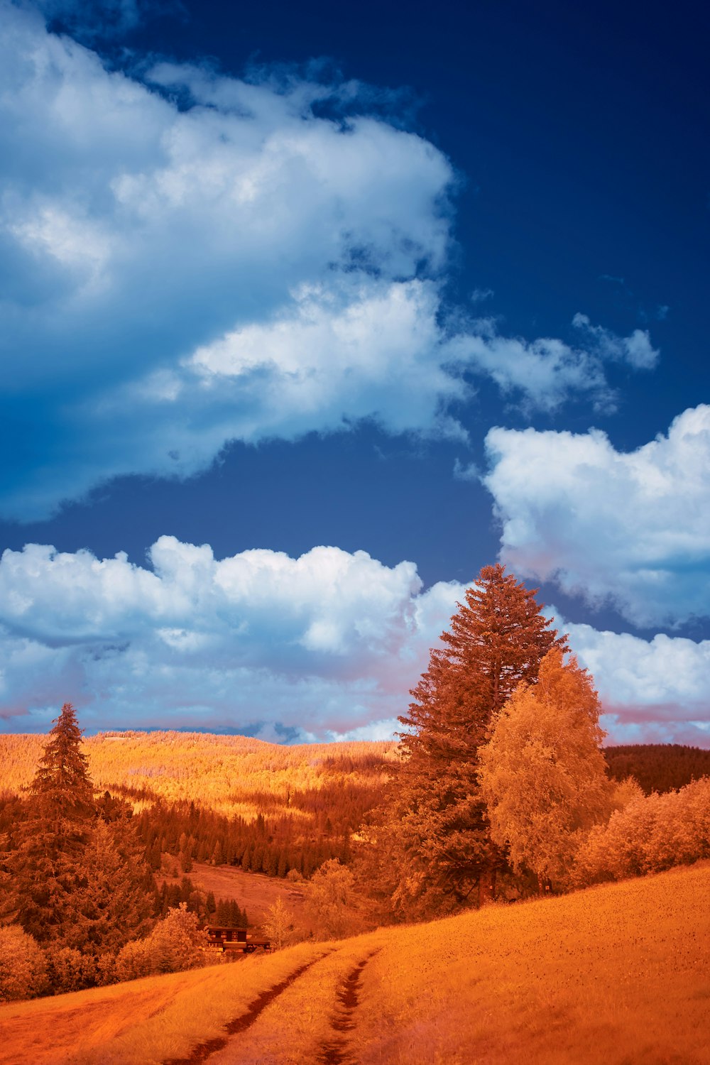 brown trees under blue sky and white clouds during daytime