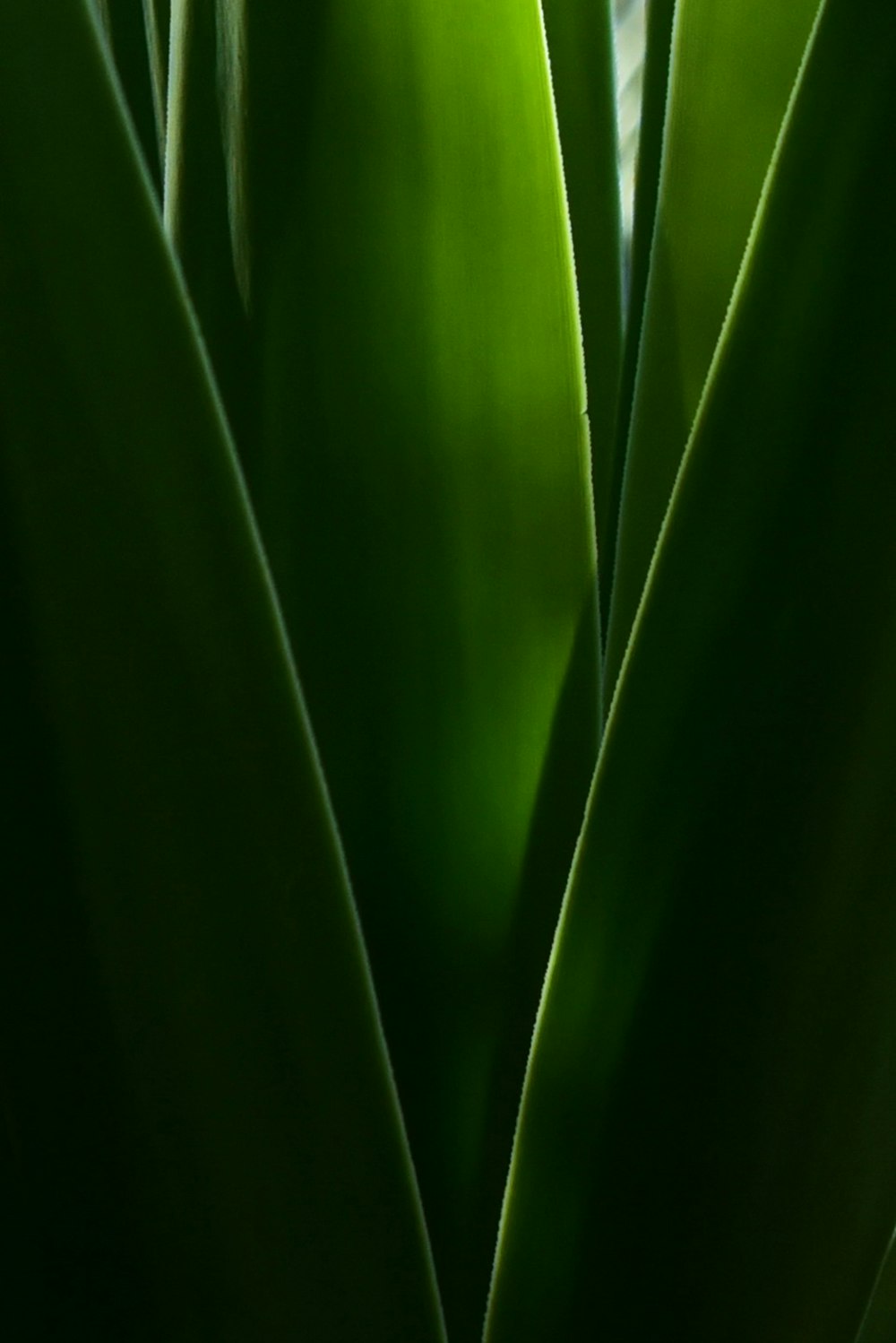 green leaf plant in close up photography