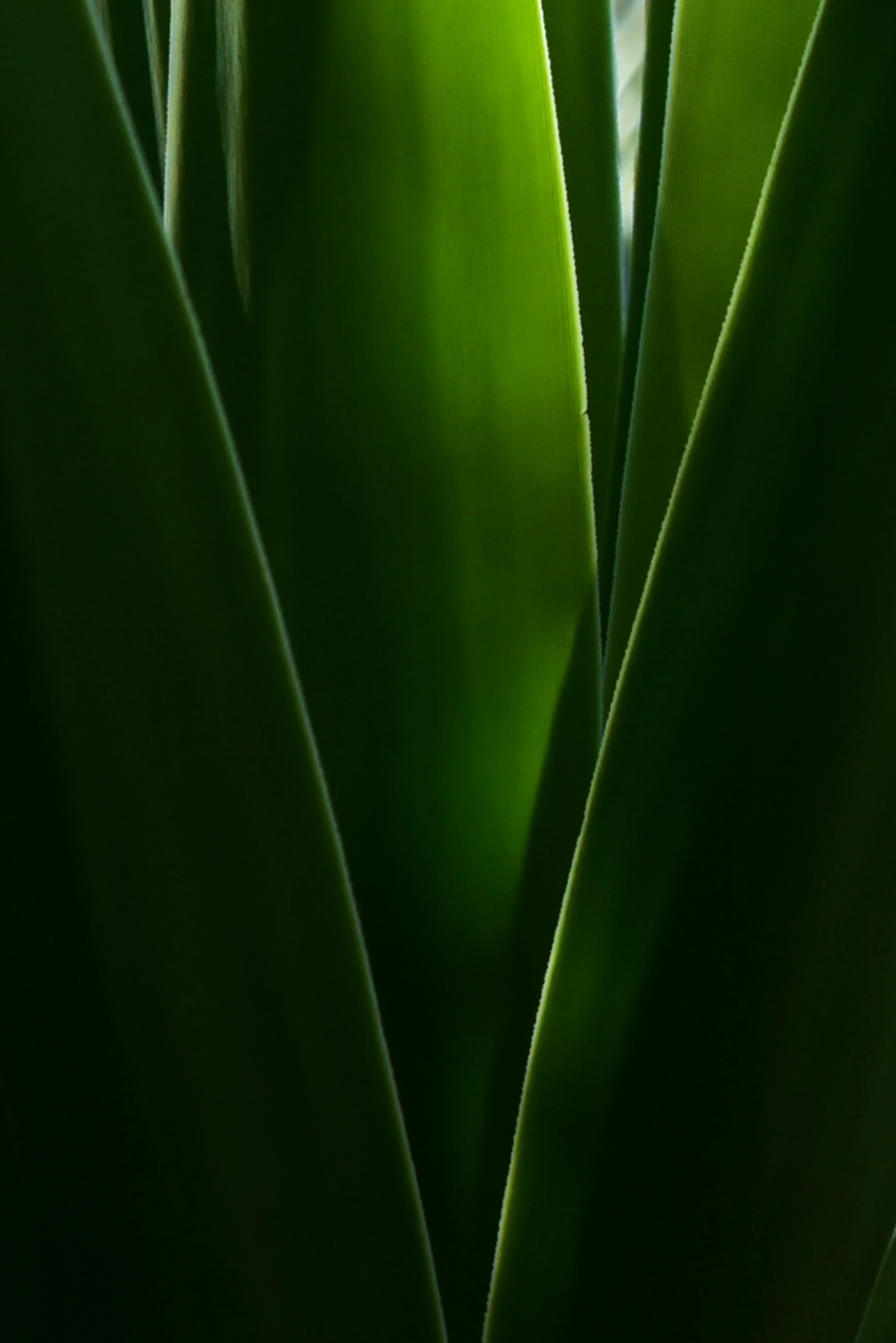 green leaf plant in close up photography