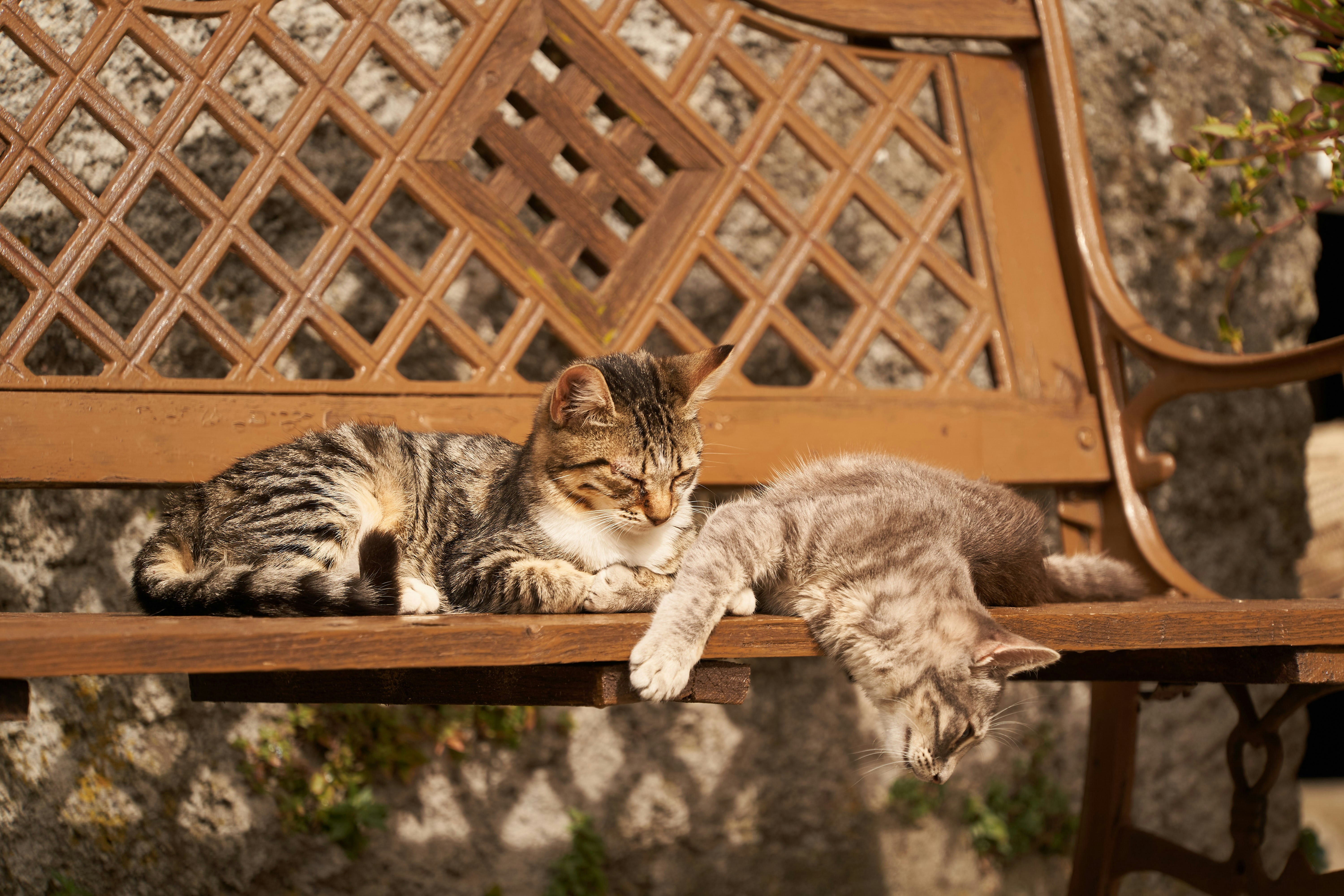 brown tabby cat lying on brown wooden fence