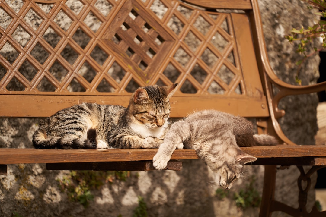 brown tabby cat lying on brown wooden fence