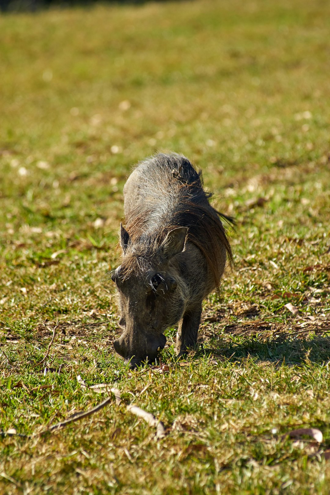 brown animal on green grass during daytime