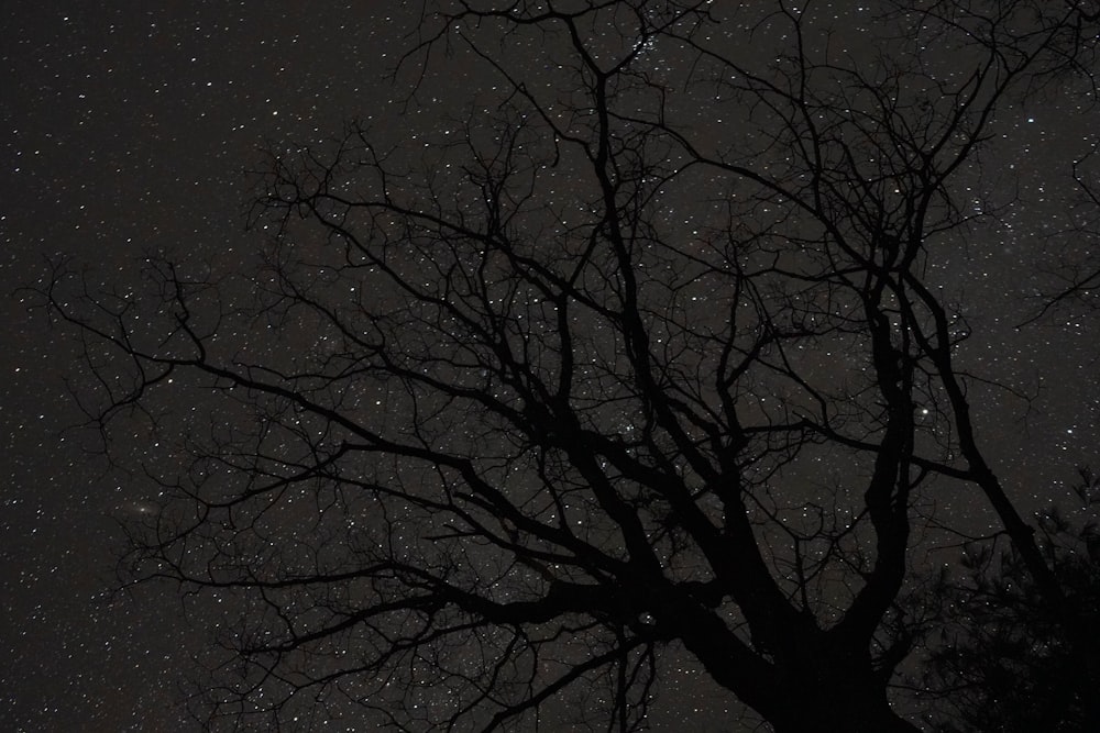 bare tree under gray sky