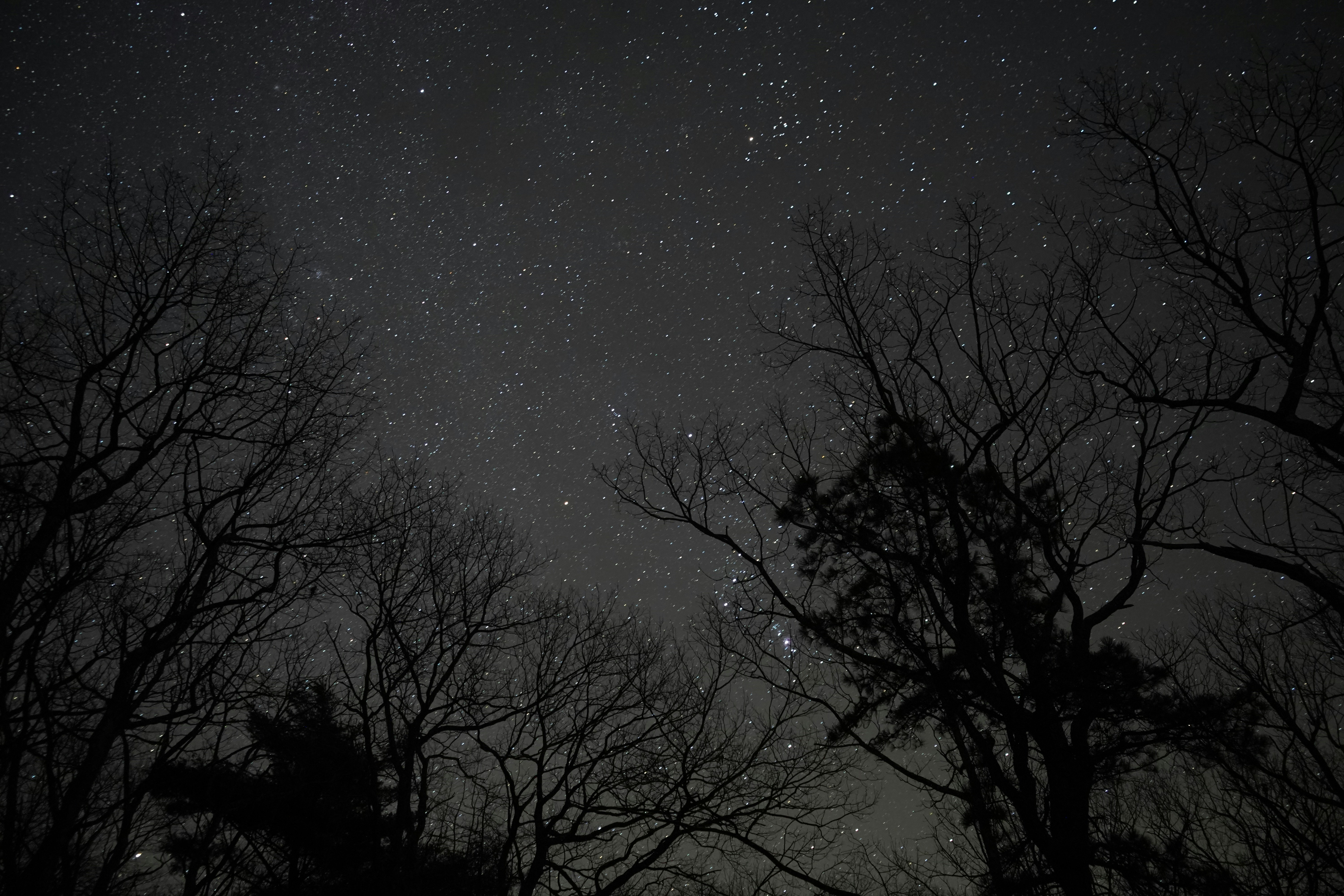 Silhouette of trees under starry night