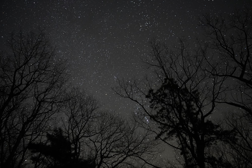 silhouette of trees under starry night