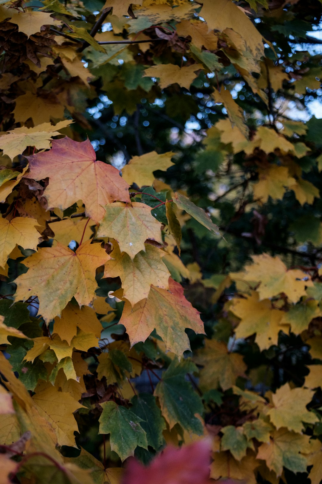 brown maple leaves in tilt shift lens