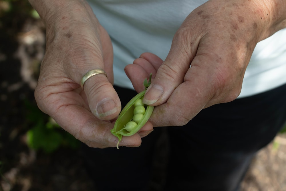 person holding green leaf vegetable