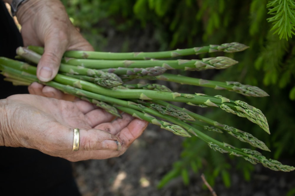 Persona che tiene la pianta verde durante il giorno