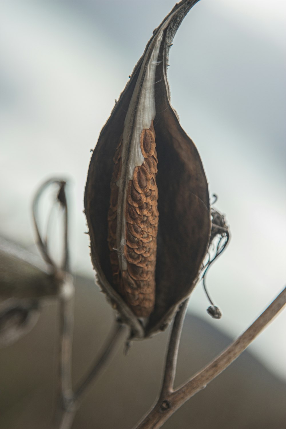 brown dried leaf on brown stem