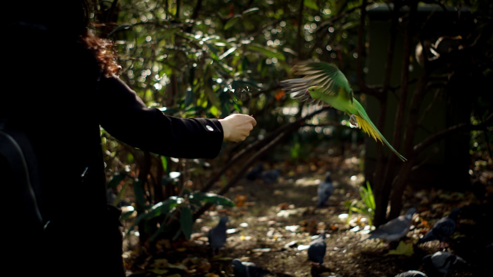 person holding green bird on forest during daytime
