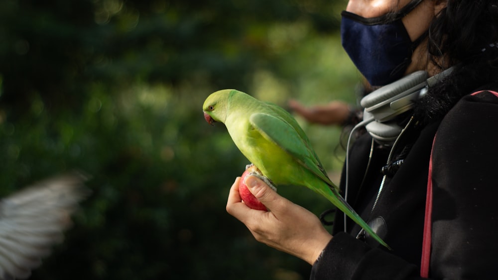 green bird on persons hand