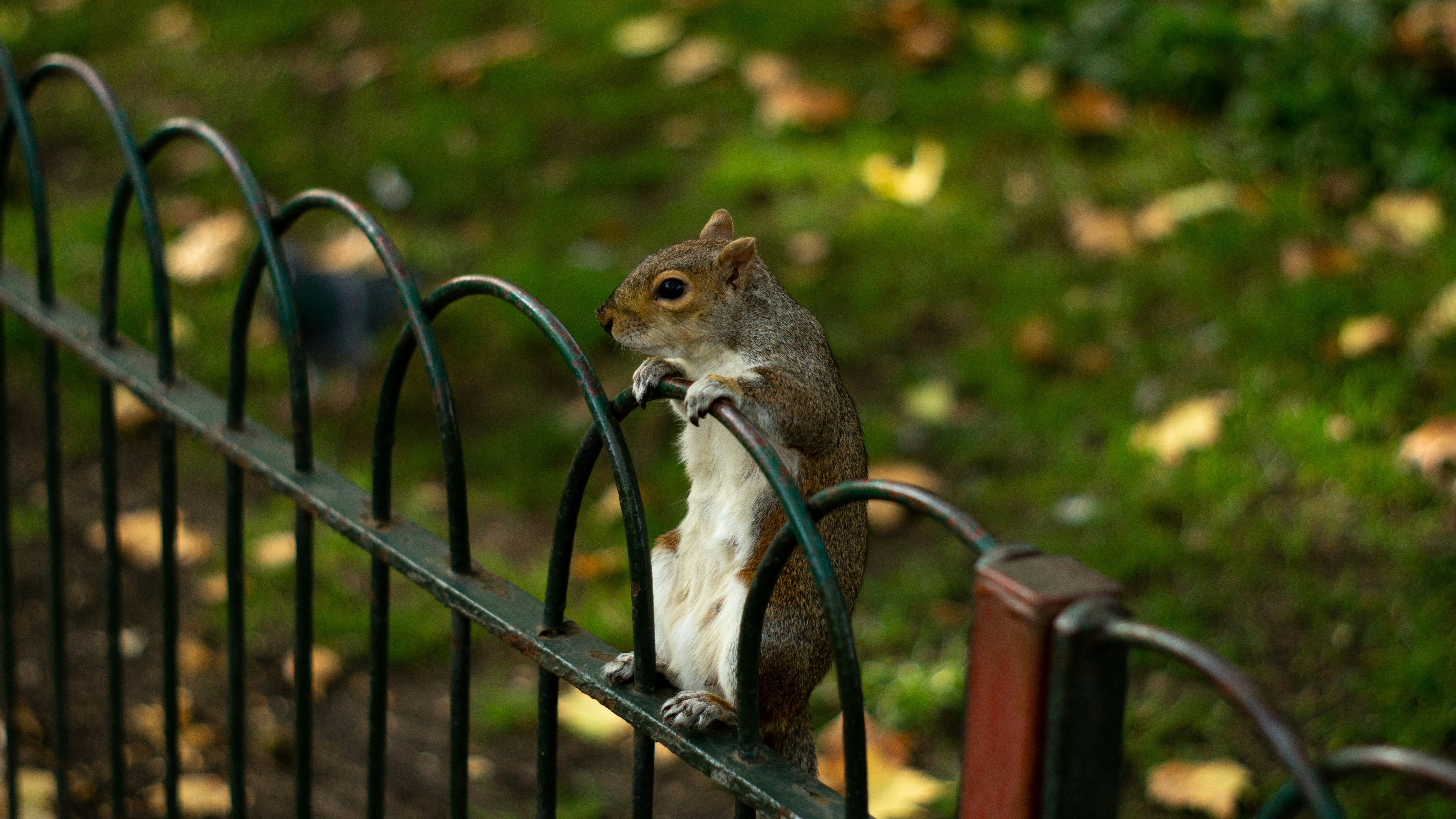 brown squirrel on black metal fence during daytime