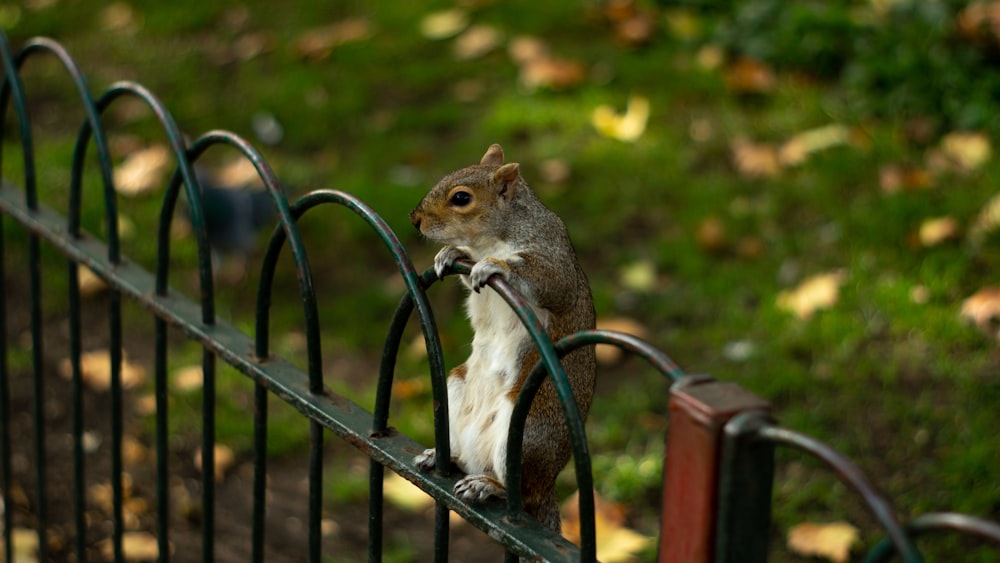 brown squirrel on black metal fence during daytime