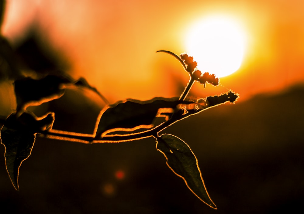 green plant in close up photography