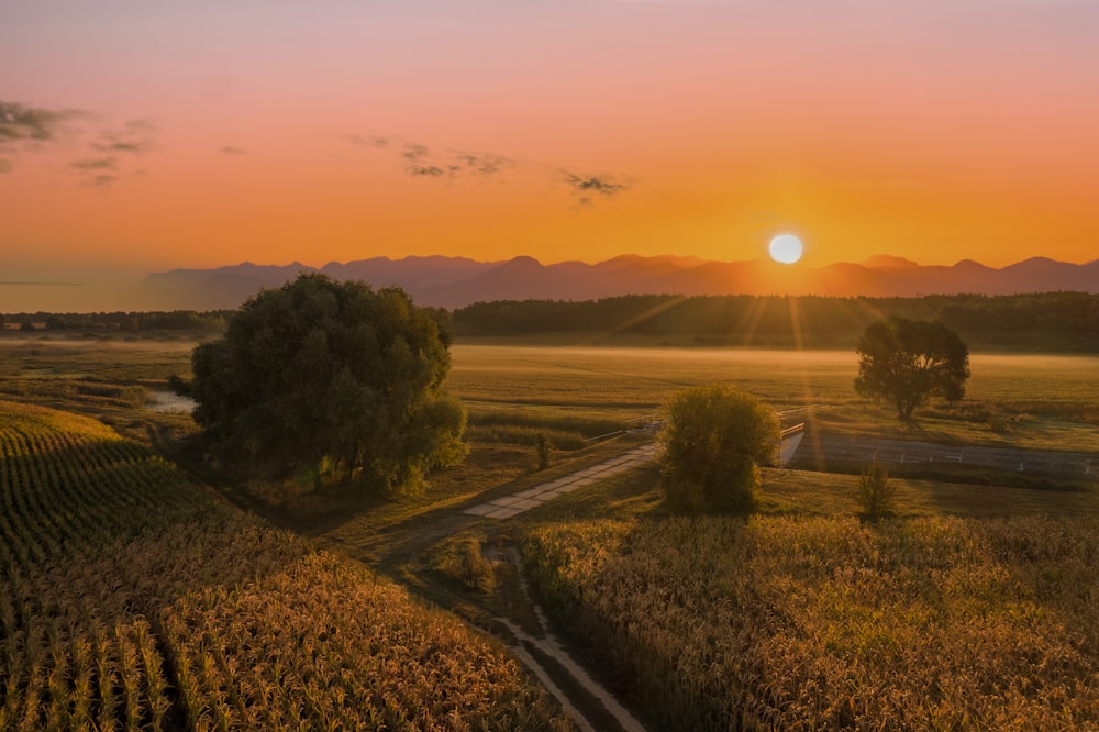 green trees on green grass field during sunset