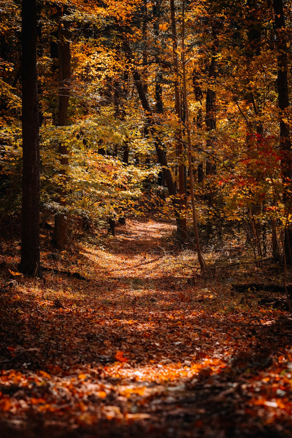 alberi marroni e verdi durante il giorno