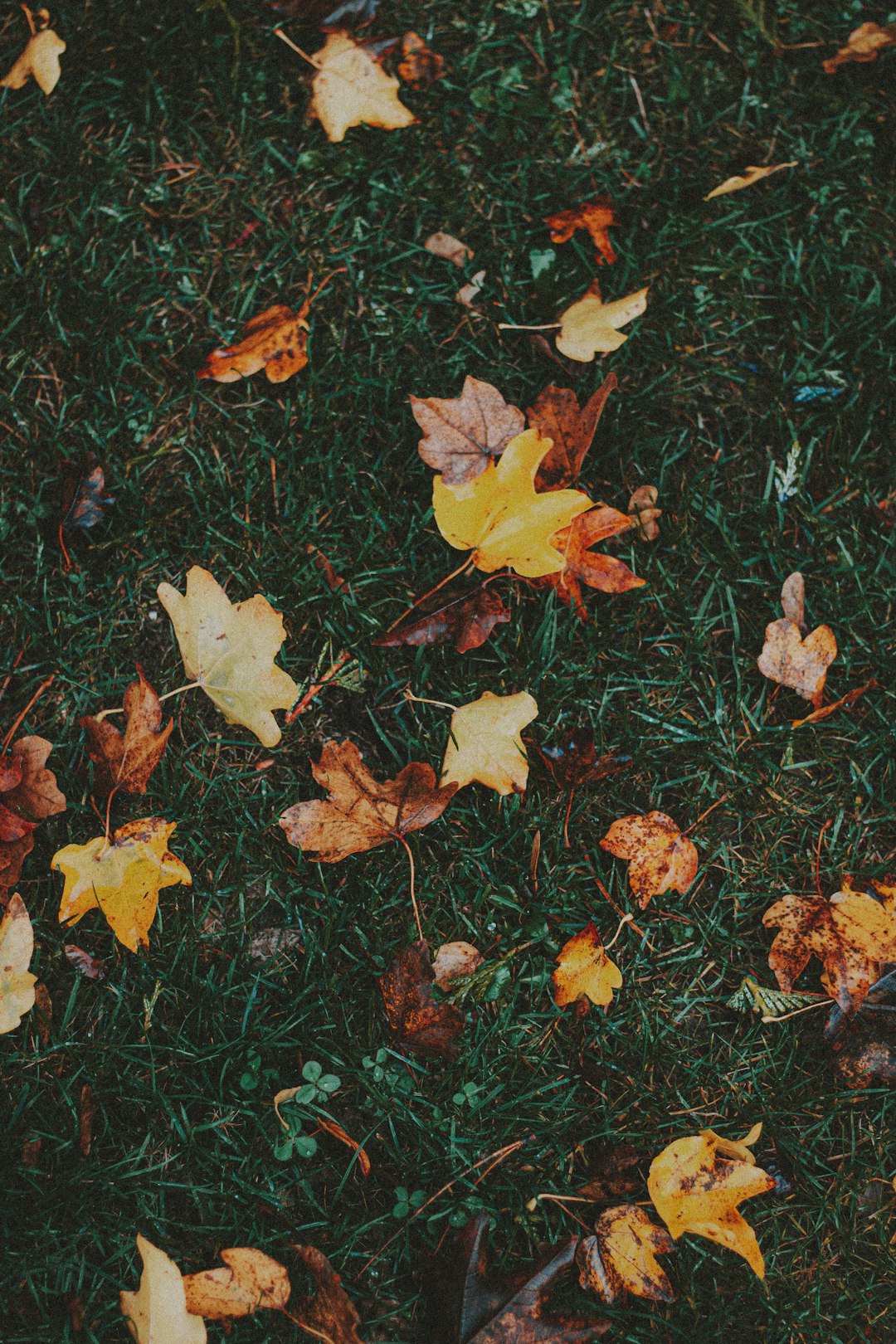 brown dried leaves on green grass