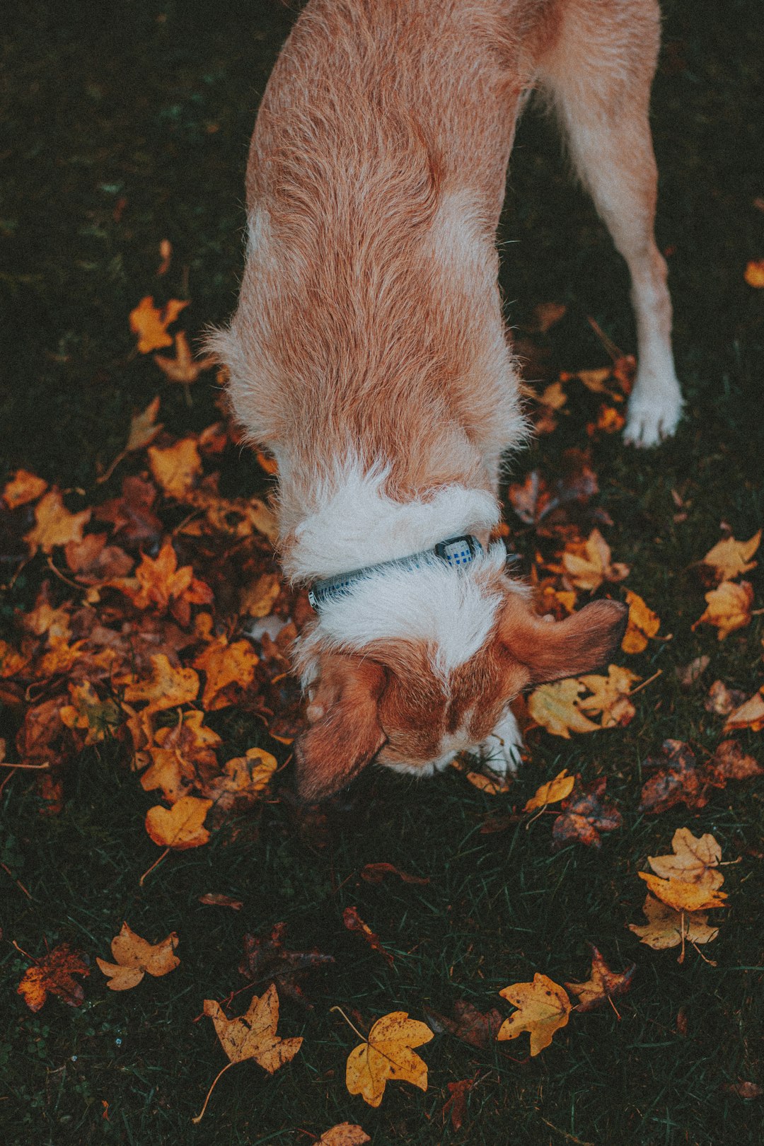 white and brown short coated dog on brown leaves