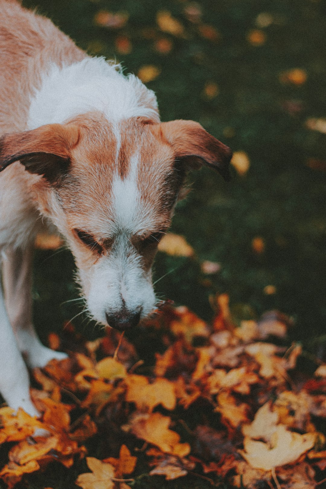 white and brown short coated dog lying on brown leaves