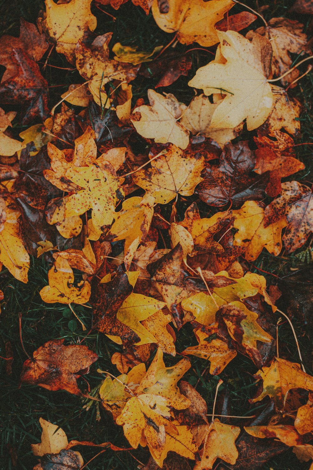 brown dried leaves on ground photo – Free France Image on Unsplash