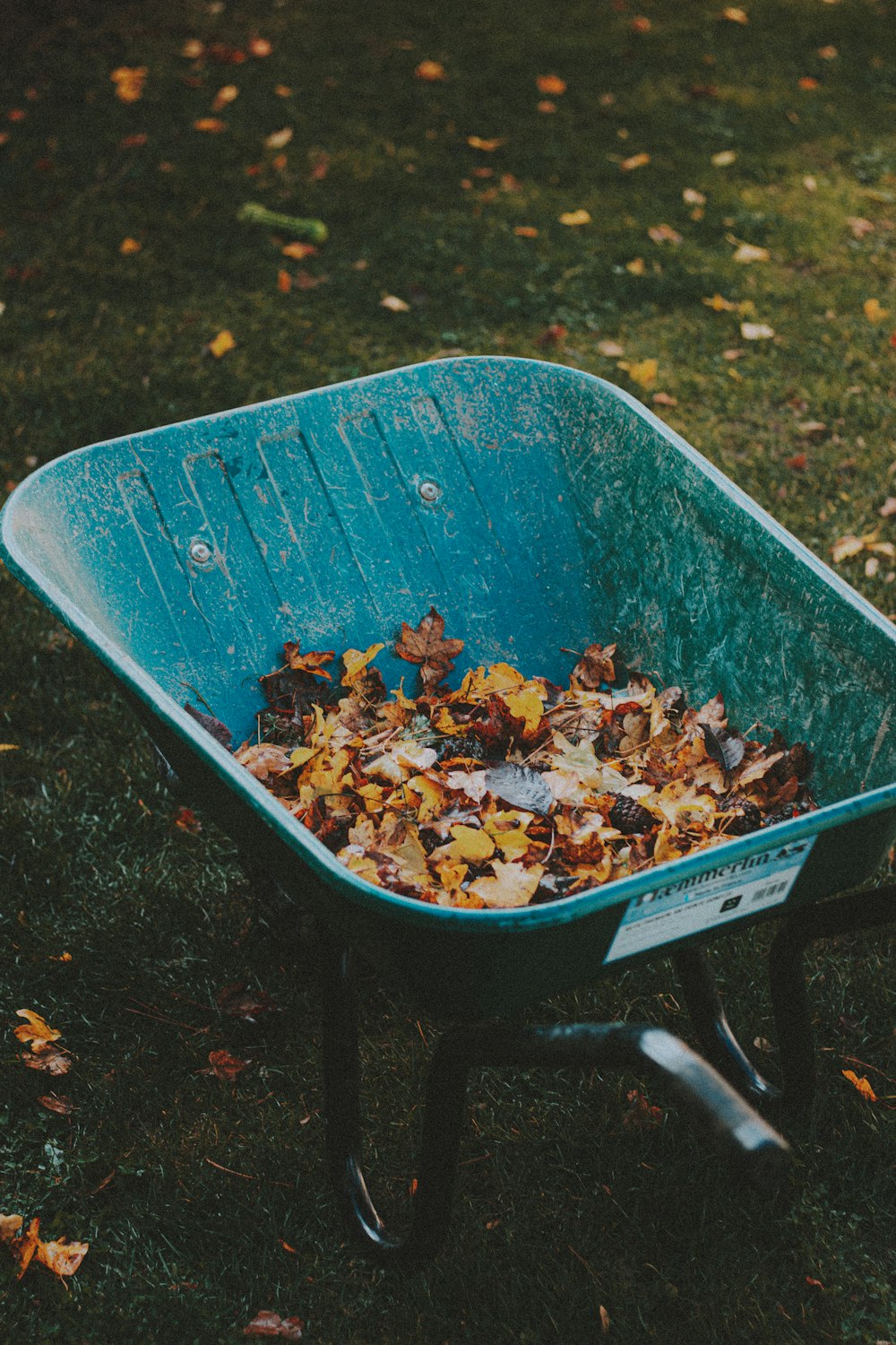 dried leaves on blue plastic container