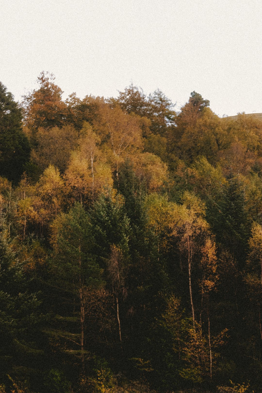 green and brown trees under white sky during daytime