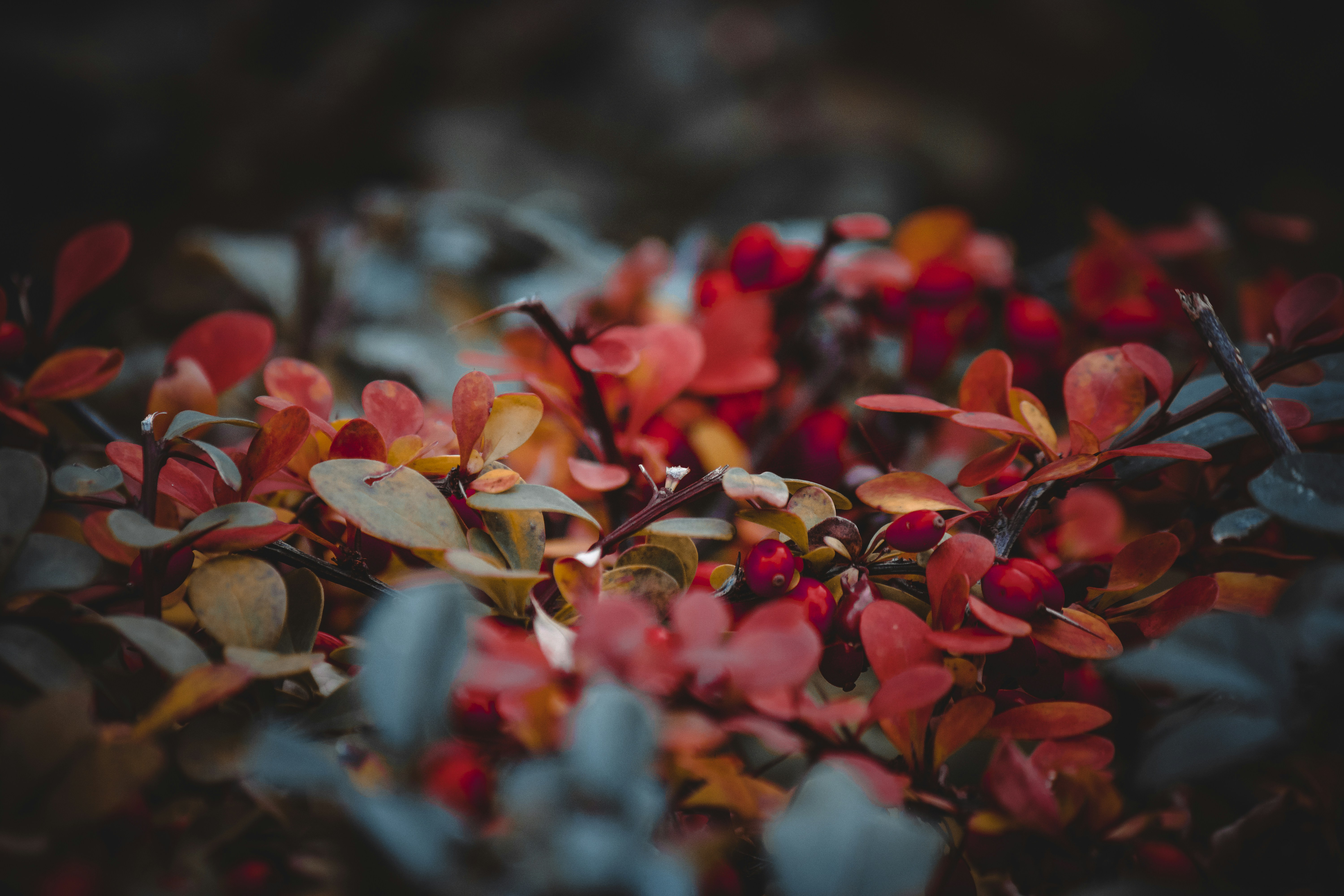 Photo by elisamoldovan