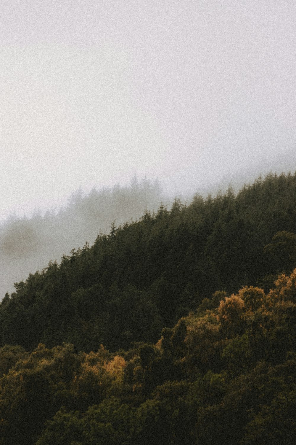 green trees under white sky