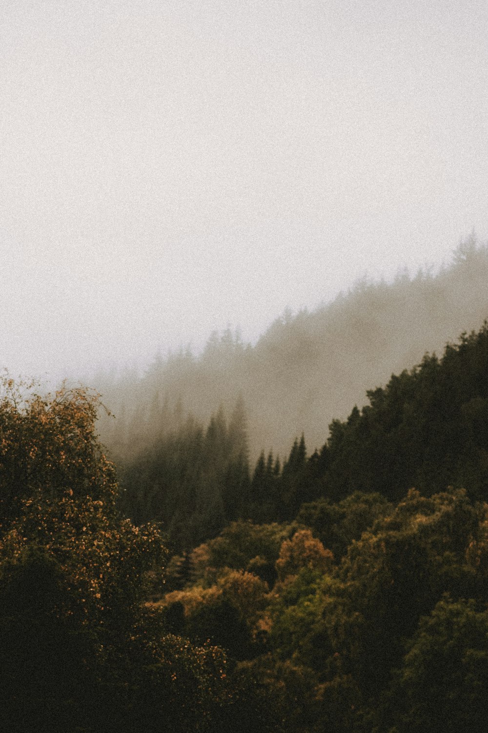 green trees under white sky during daytime