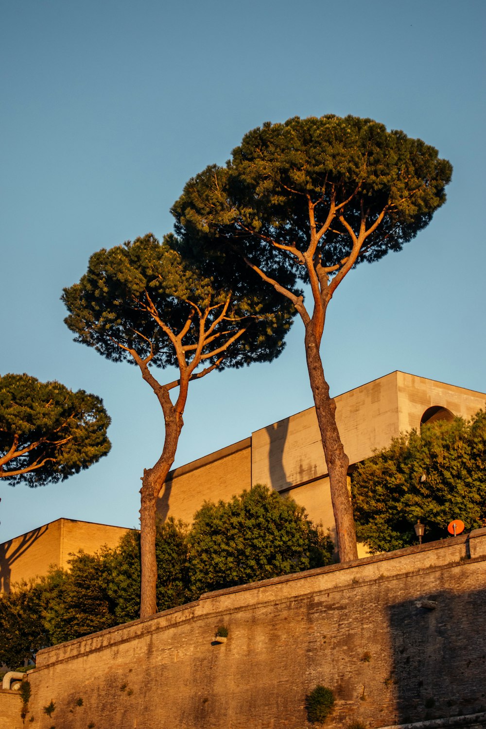 green tree near brown concrete building