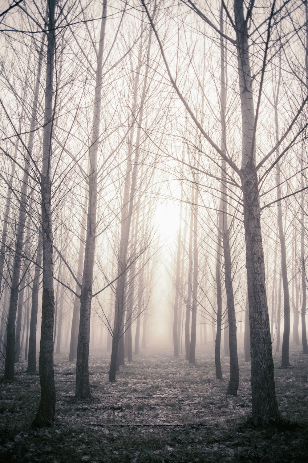 bare trees in foggy forest