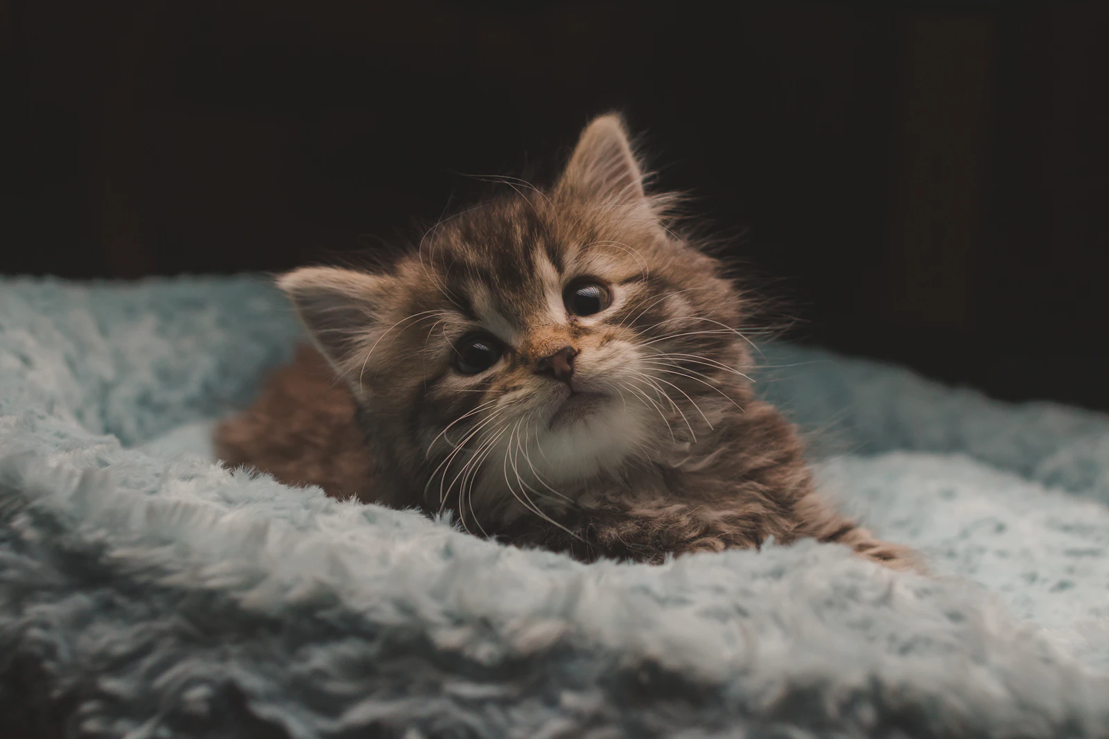 Chaton au pelage tigré installé sur une couverture douce, regard curieux