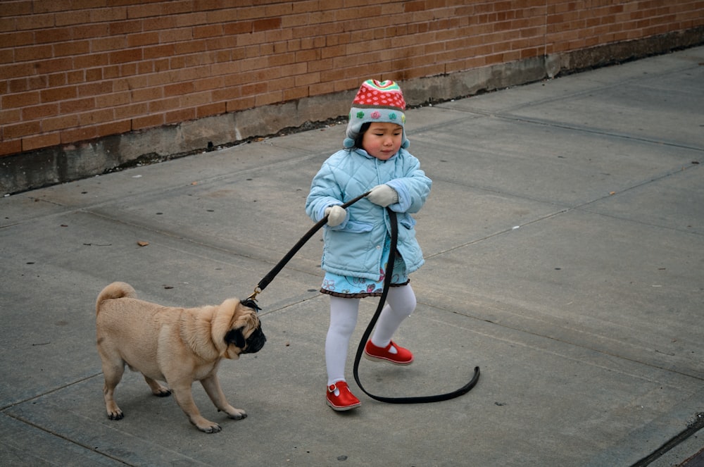 fawn pug wearing blue and red knit cap and red leash walking on sidewalk during daytime