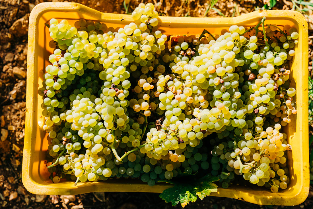 Fresh green grapes arranged in a wooden produce crate