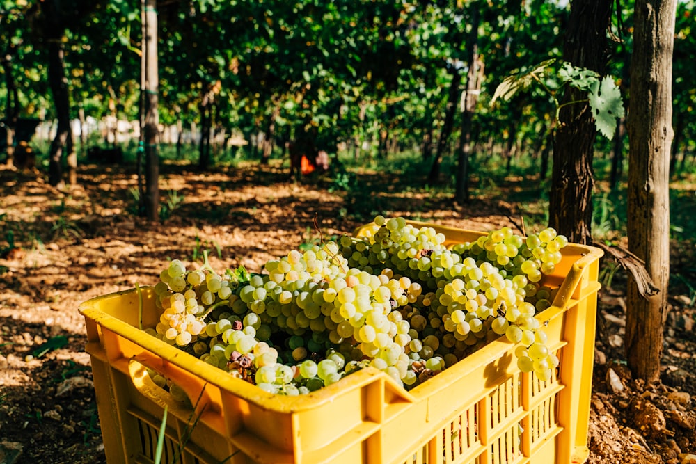 green grapes on yellow plastic crate