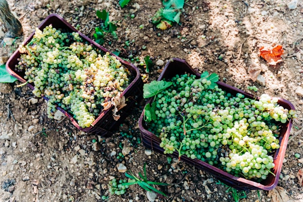 Optimal Weather & Seasons in Ruvo di Puglia: Best Time to Visit