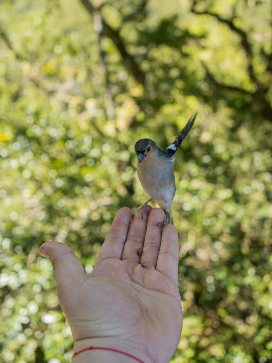 gray and white bird on persons hand