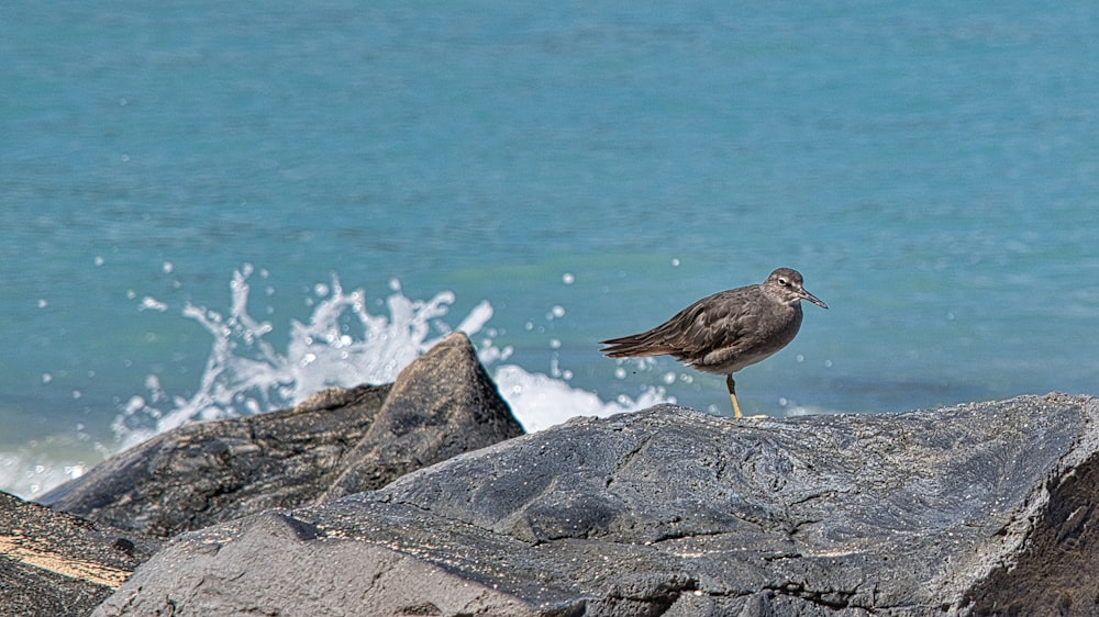 brown bird on gray rock near body of water during daytime