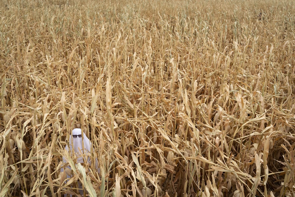 brown wheat field during daytime