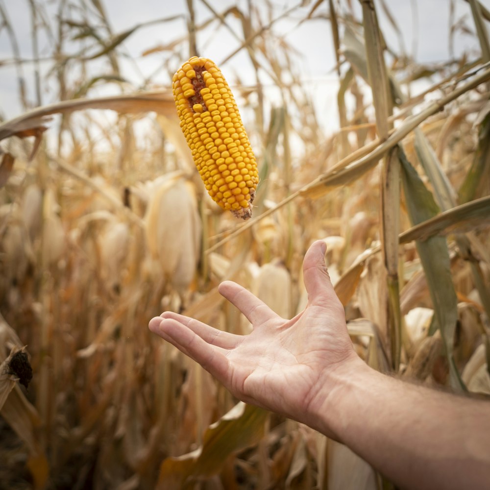 yellow corn in the middle of the field