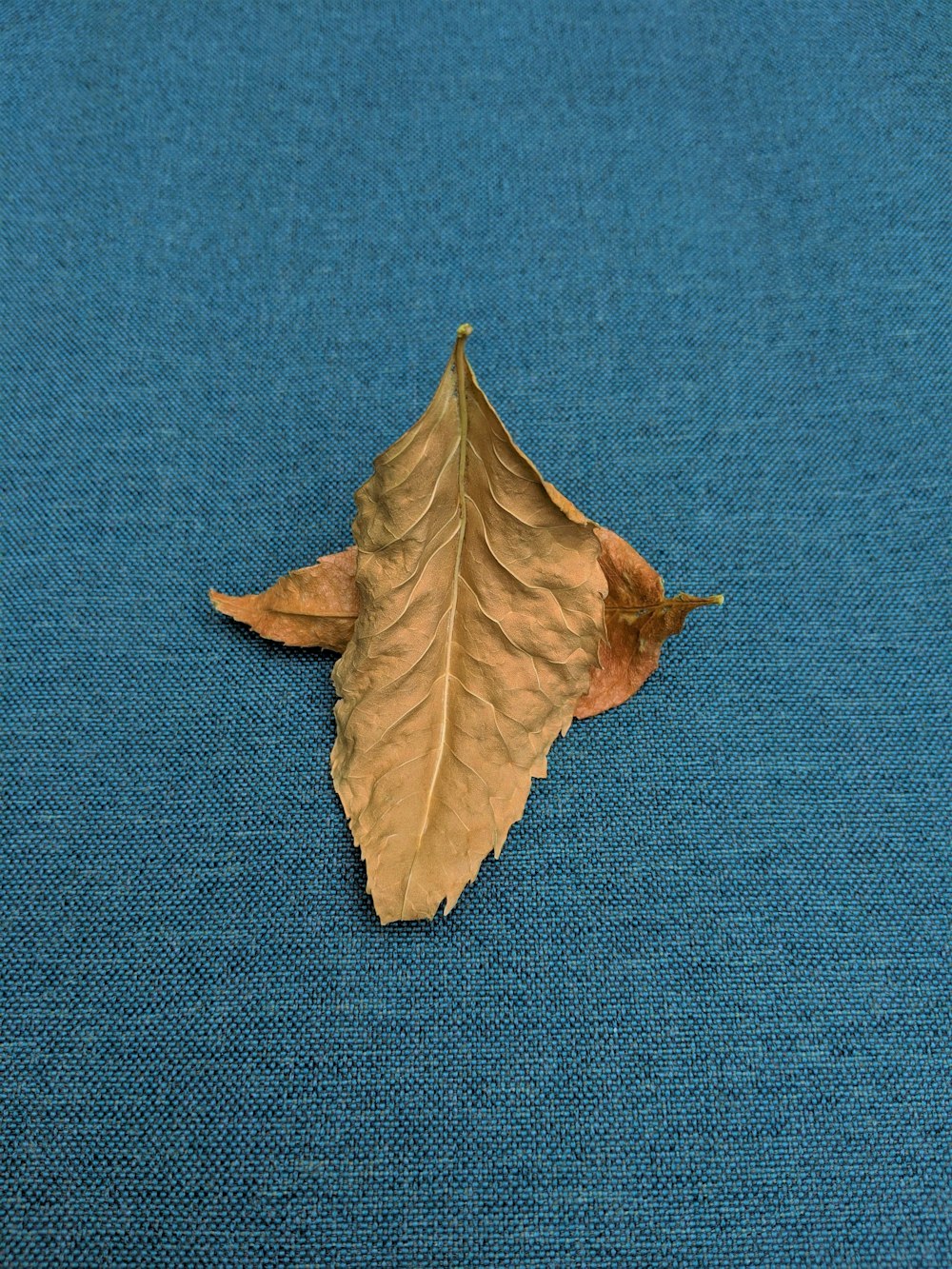 brown dried leaf on blue textile
