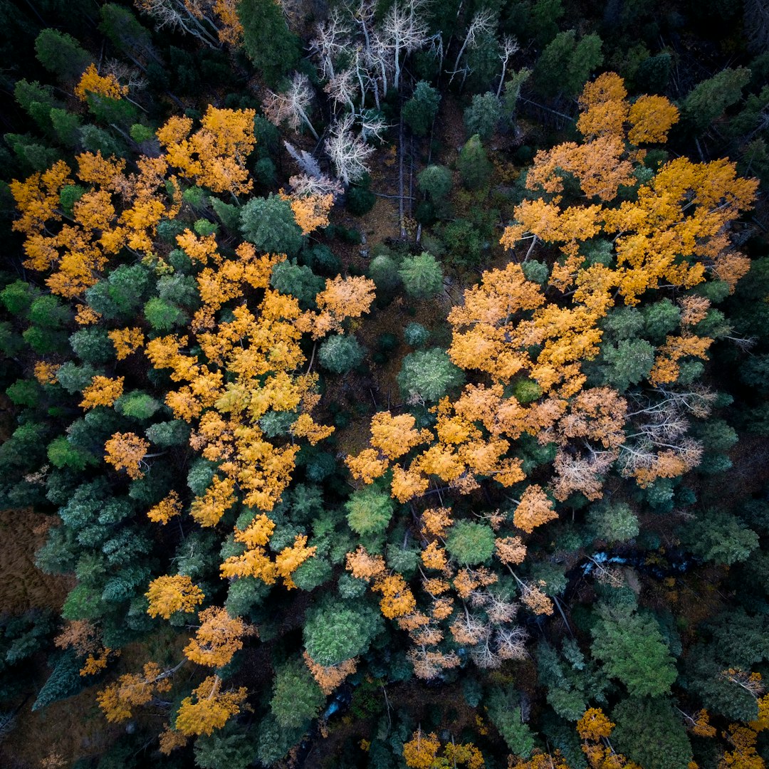 yellow and green trees during daytime