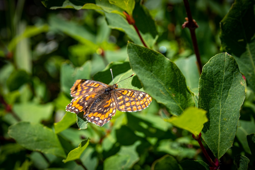 black and white butterfly perched on green leaf during daytime