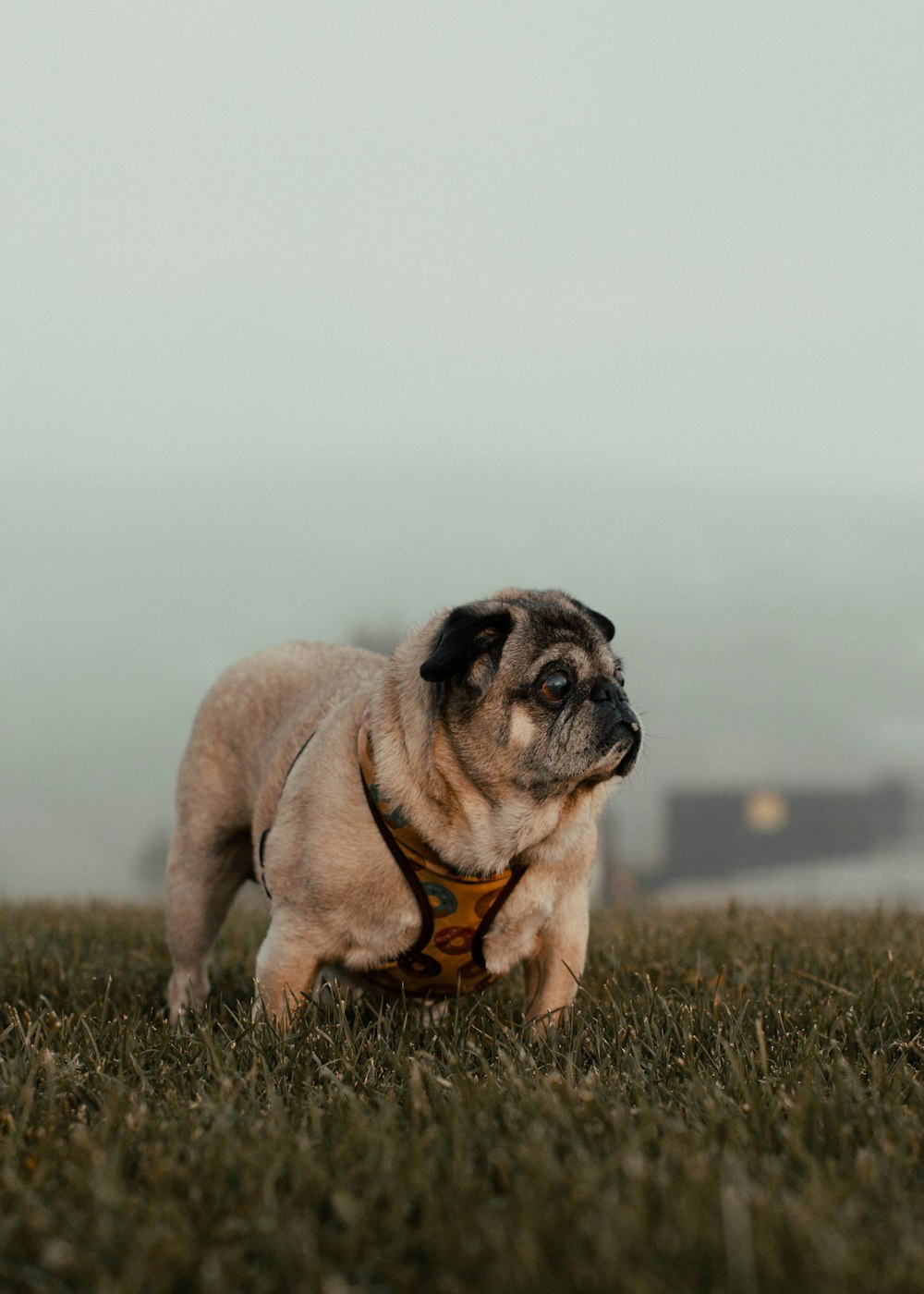 fawn pug on brown grass field