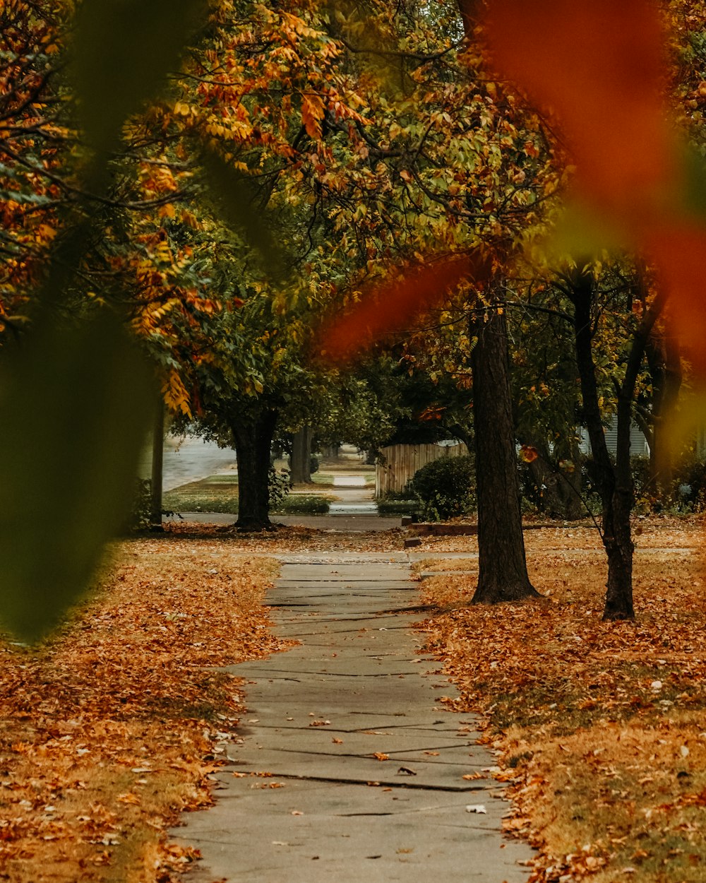 brown leaves on the ground