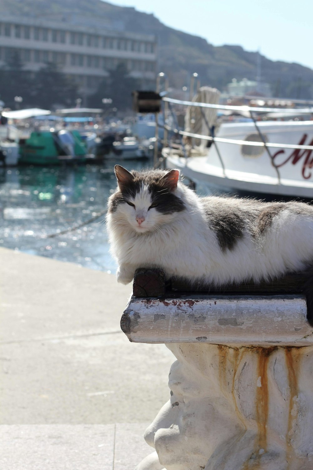 white and black cat on white concrete fence during daytime